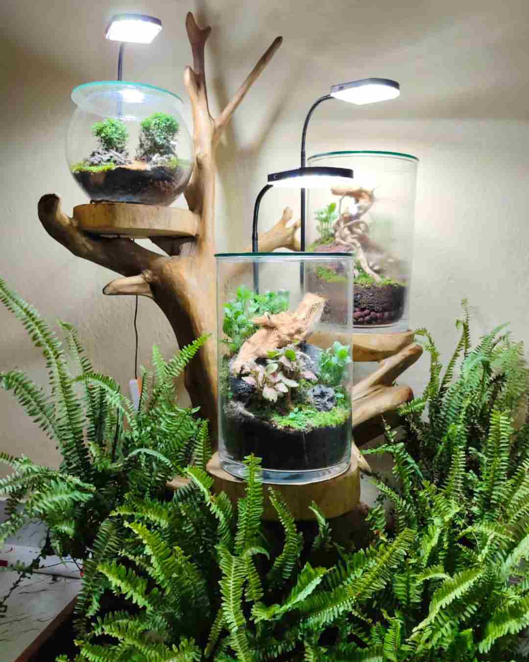 Terrarium installation by David Abhijit Nobo 