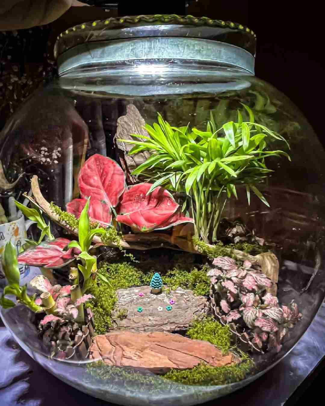 A terrarium curated by Mukherjee  