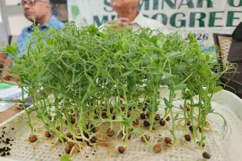 Pea shoots on display