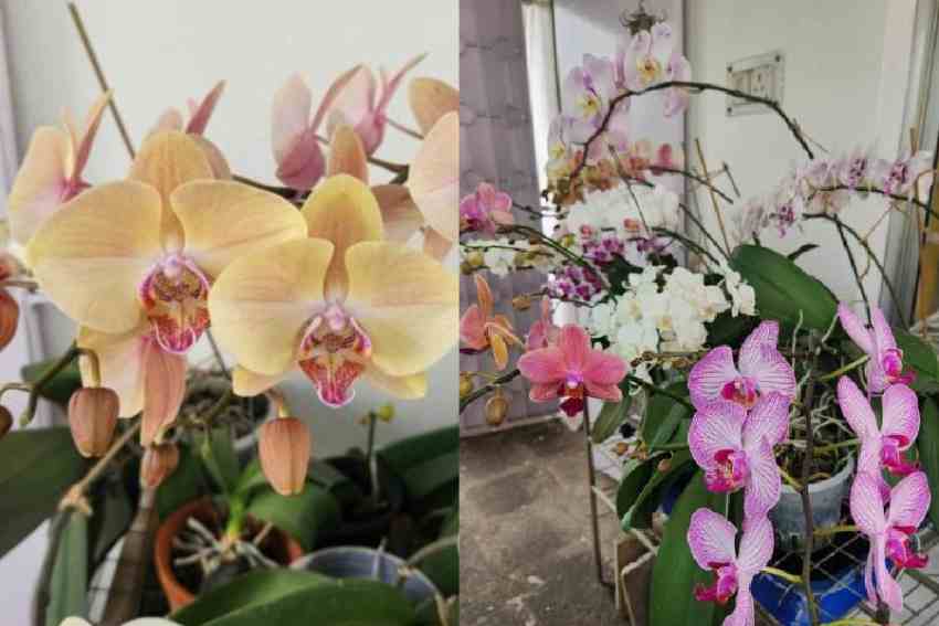Orchids