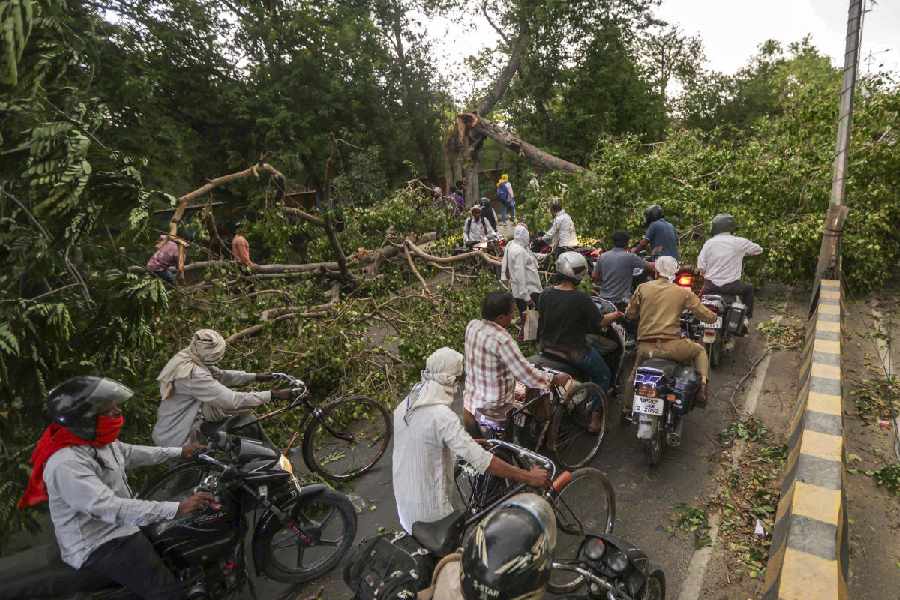 Commuters make their way through an uprooted tree lying on a road