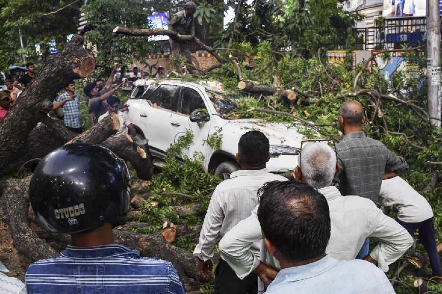 People gather after a tree fell over a car after a dust storm