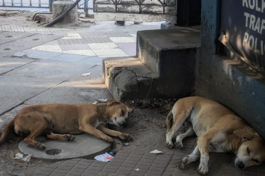 Stray animals seek shade as the city reels under severe heat and humidity