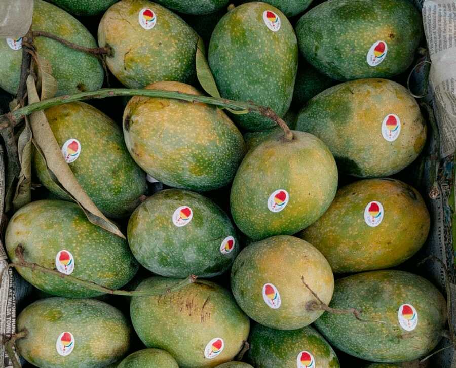 Alphonso mangoes with GI Tags are available in Kolkata