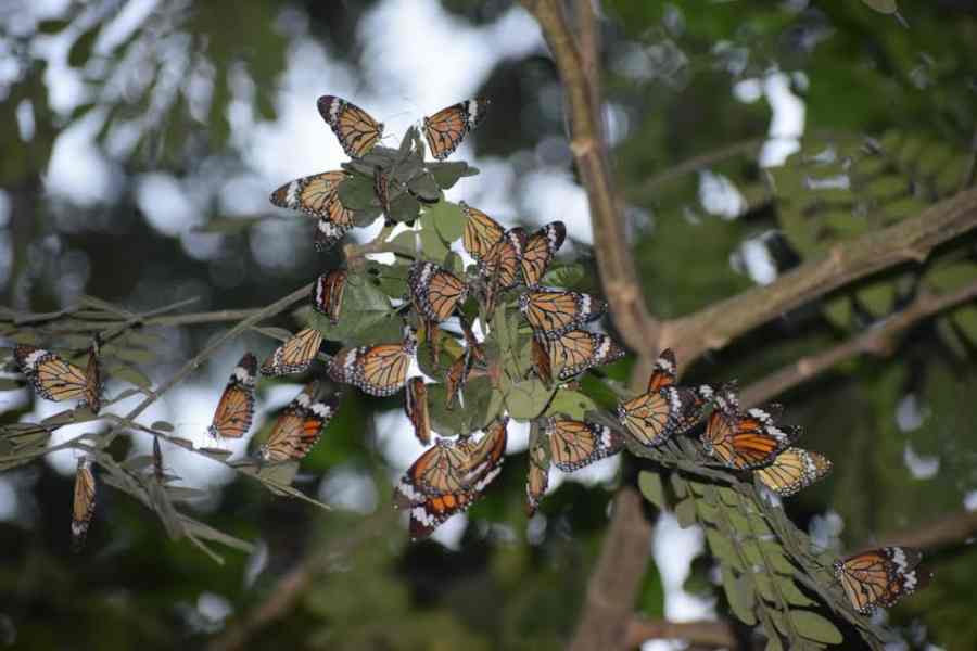 Butterfly roosting at Eco Park. 
