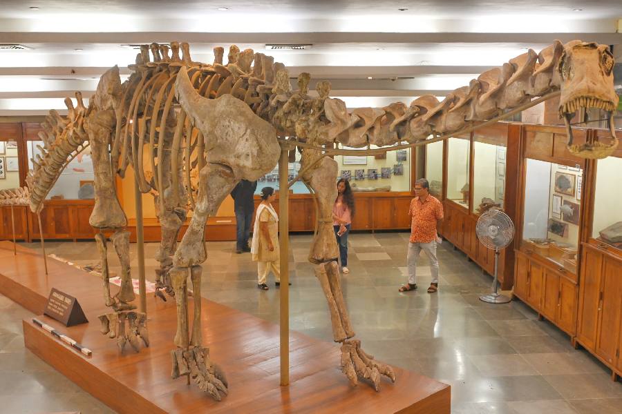 At the Geology Museum inside the Indian Statistical Institute (ISI), Kolkata, stands the fossil of Barapasaurus tagorei