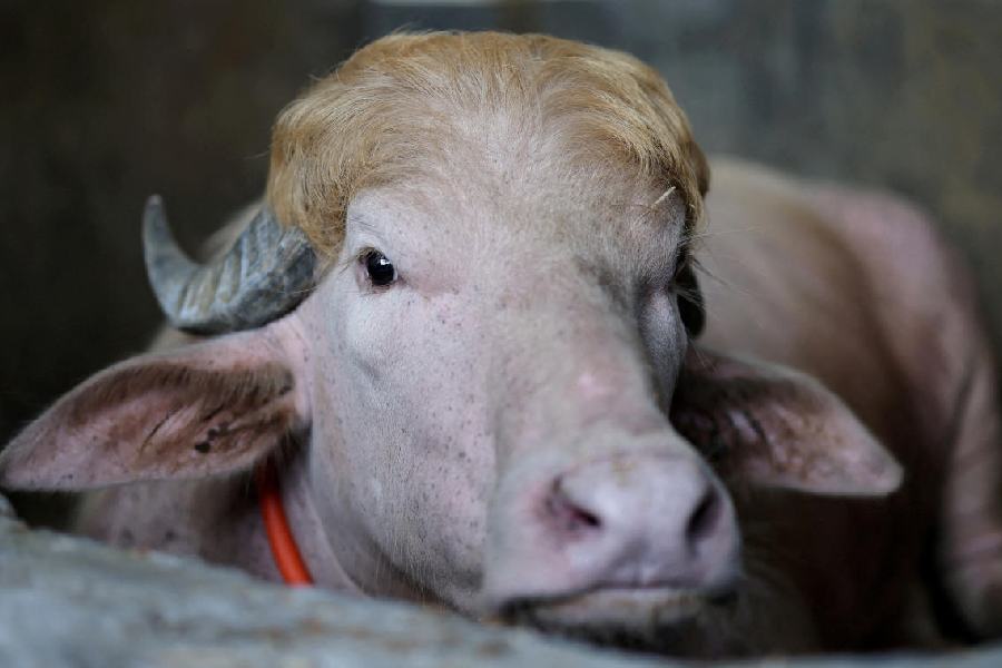 A sacrificial albino buffalo named after US President Donald Trump which recently went viral, is pictured at an agro farm ahead of Eid-al-Adha, in Narayanganj, Bangladesh, May 20, 2026.