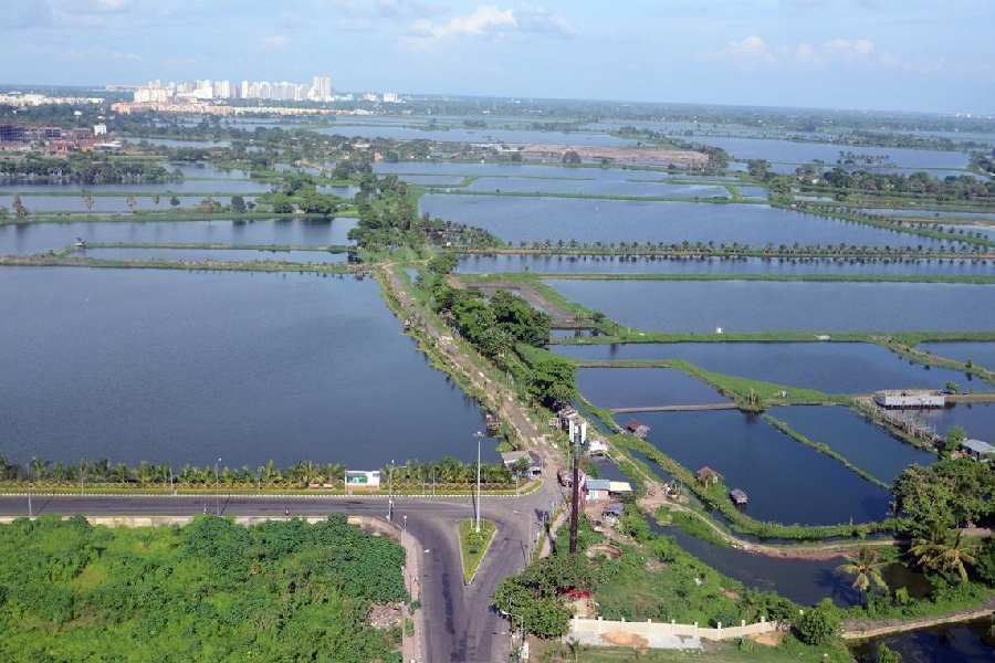 East Calcutta Wetlands in Sector V, Salt Lake