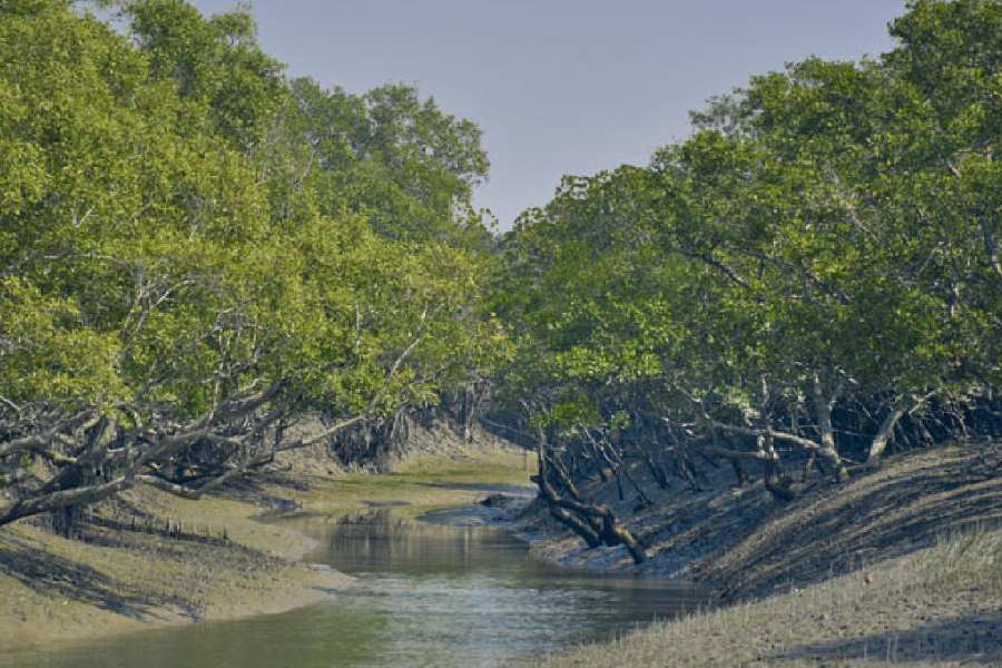 The Sunderbans