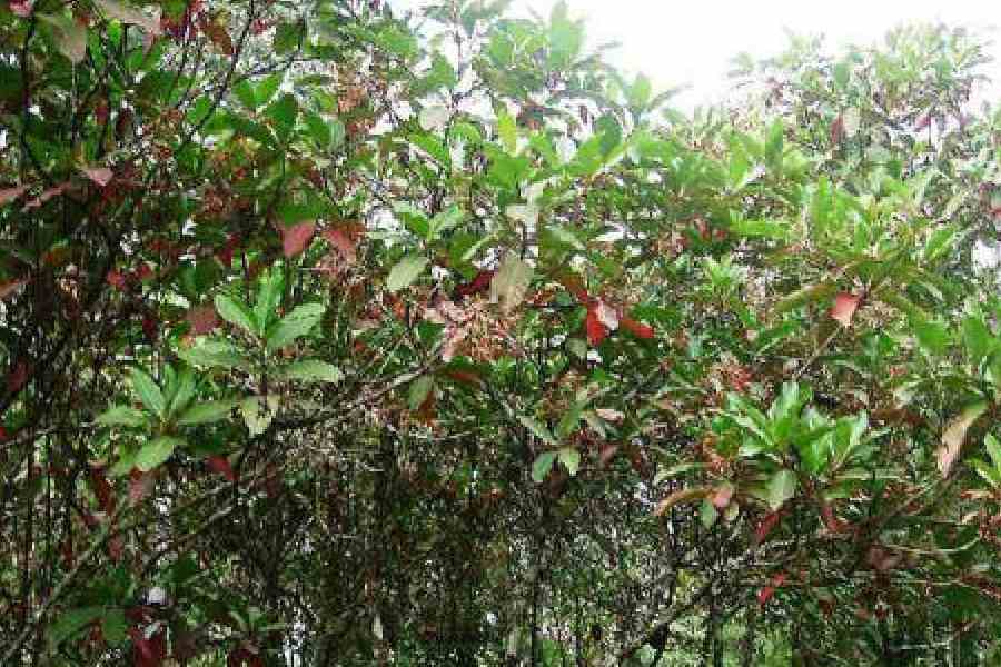 Cinchona plantation workers Darjeeling overhaul