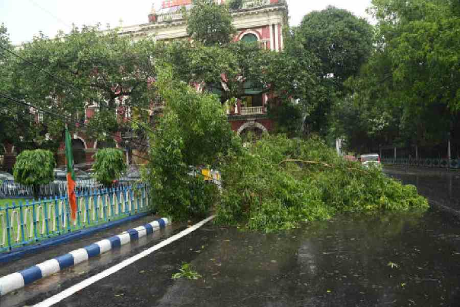 A fallen tree tangled with cables near Lok Bhavan