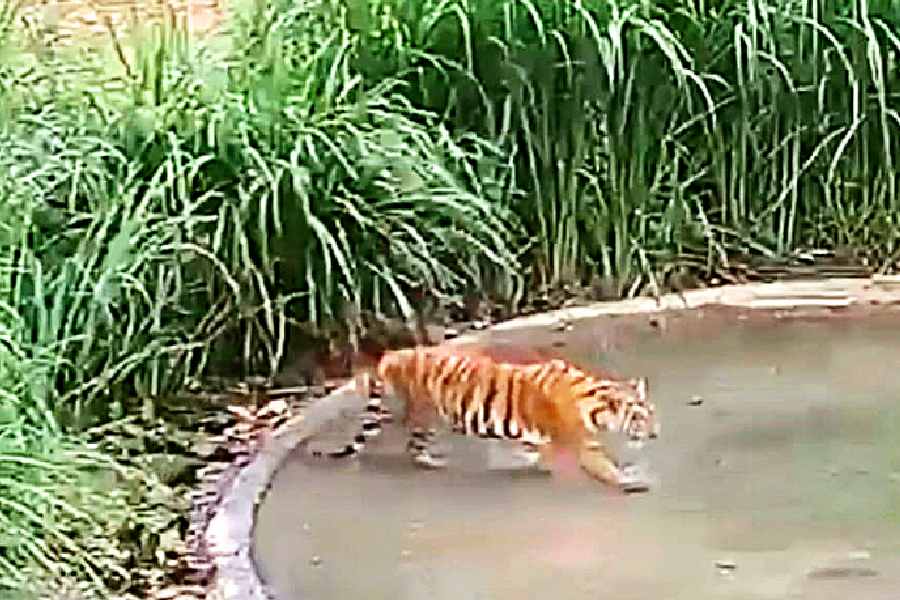 New Tigress Settles Into Buxa Ahead of Wild Release