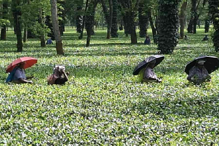 North Bengal Tea Gardens Face Closures Amid Cash Crunch