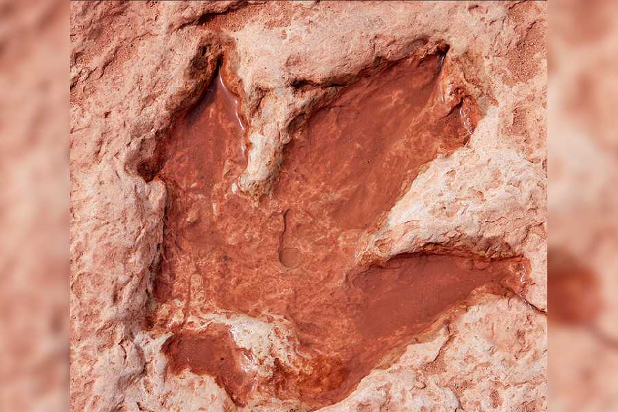 First Confirmed Walking Trackway of Adult T. Rex Discovered