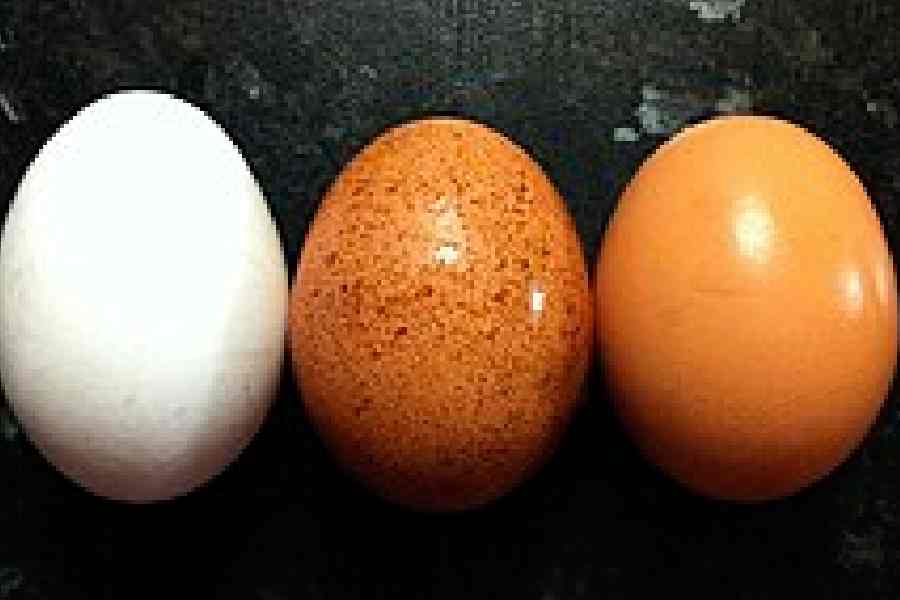Bankshall Lawyers Block Kolkata Road, Demand Arrests After Egg Attack