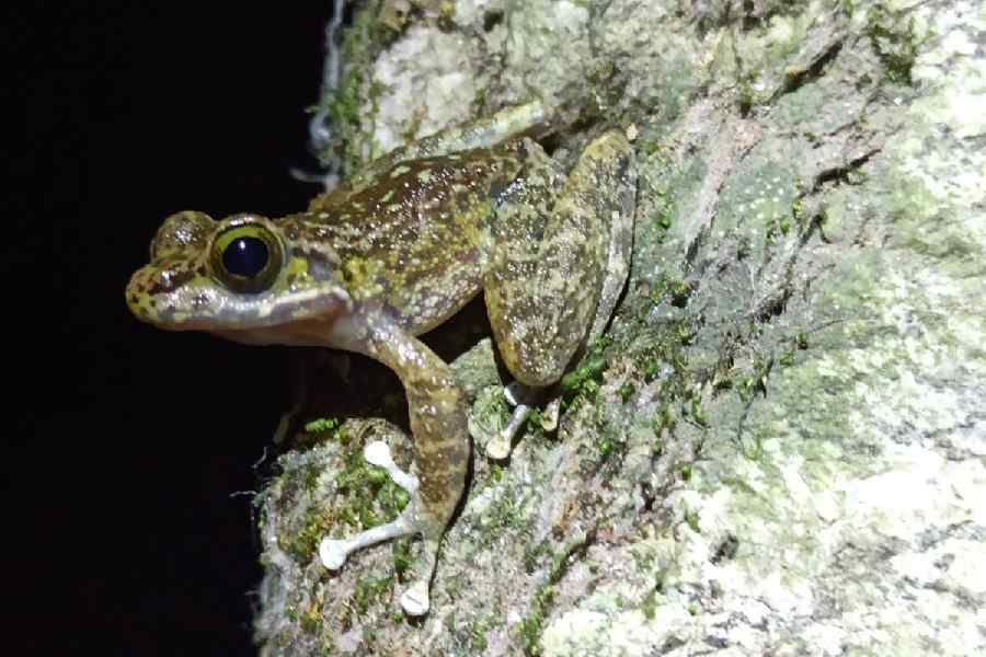 Darjeeling Frog Faces Genetic Diversity and Harvesting Threats