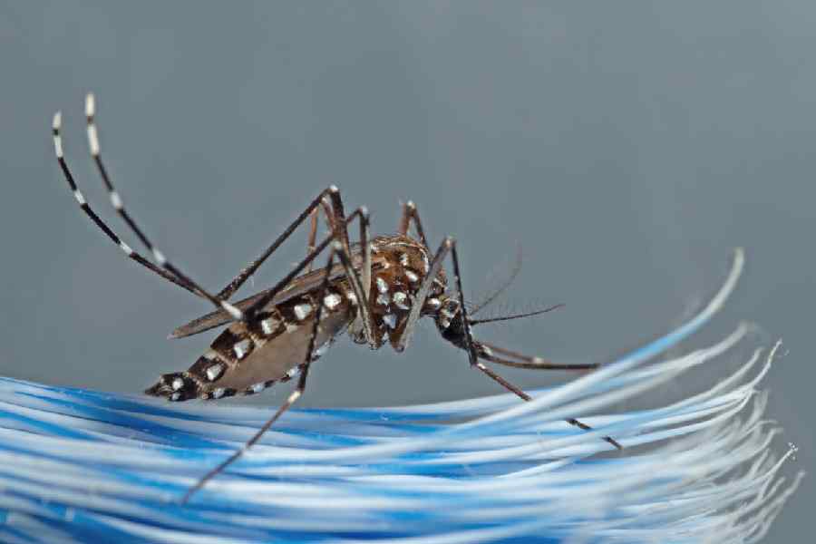 Bangladesh Considers Dengue Vaccine Trials After 281 Deaths