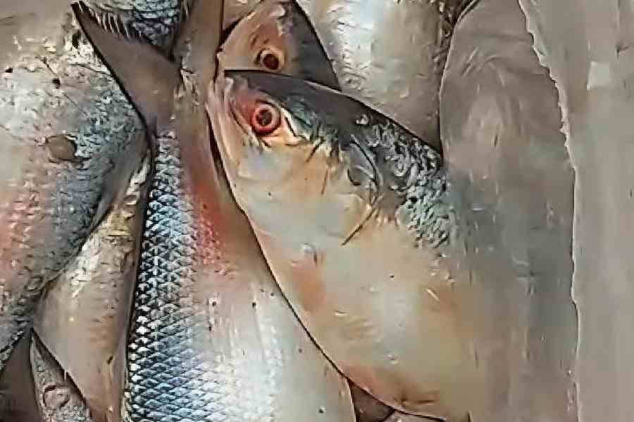 Bangladesh Ban Leaves Bengal’s Durga Puja Without Padma Hilsa