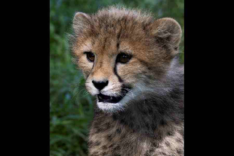 Eight-Month-Old Cheetah Cub Found Dead at Kuno National Park