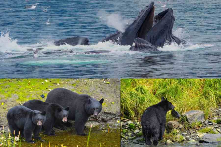 A humpback whale breaks the silence, Bear cubs with their mother in Ketchikan, A bear with a fresh catch of salmon