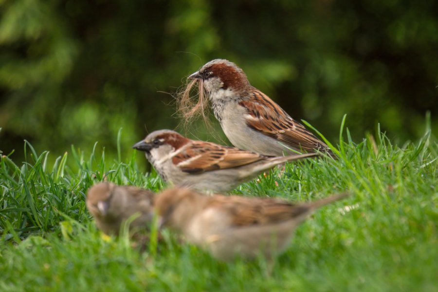 Kolkata’s Sparrows Seem Scarcer Despite Stable Population Trends
