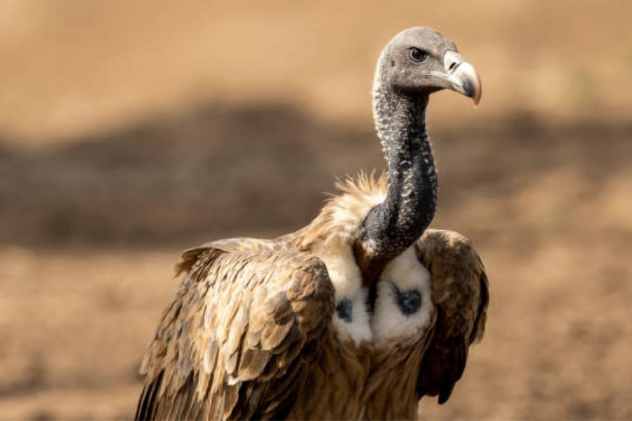 India's Vultures Rebound as Conservation Efforts Show Promising Results