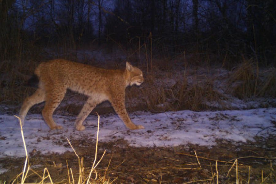 Chernobyl Camera Traps Reveal Wildlife Changes During War