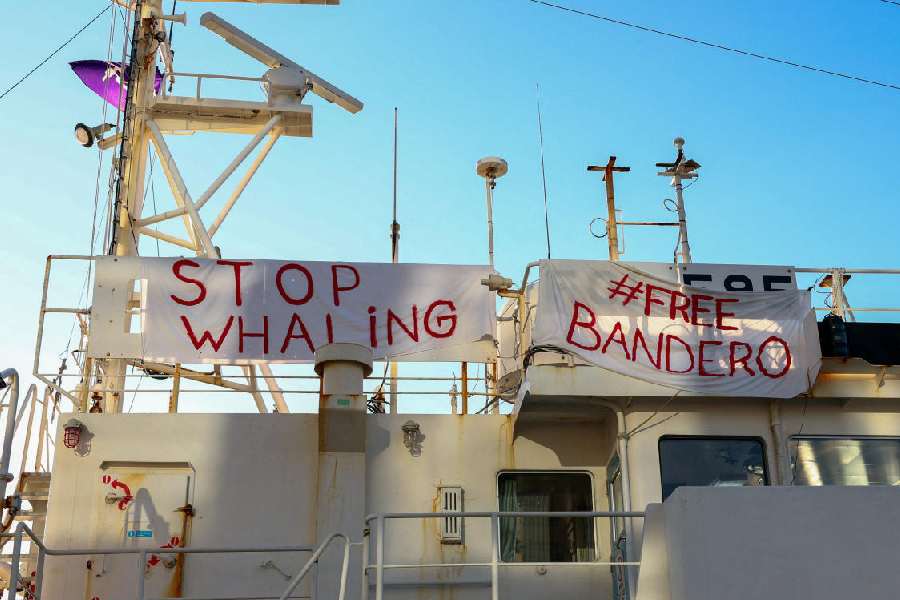 Iceland Plans Permanent Whaling Ban, Isolating Norway and Japan