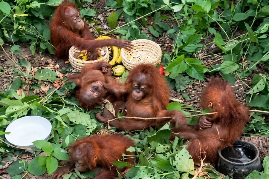 Five Baby Orangutans Found in Odisha Spark Smuggling Probe
