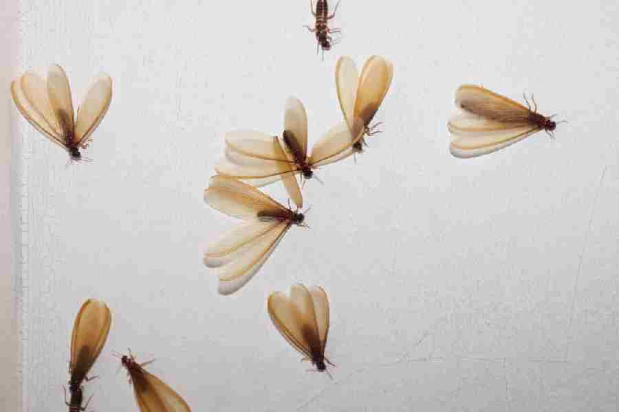 A Lost Monsoon Film of Termites Taking Flight