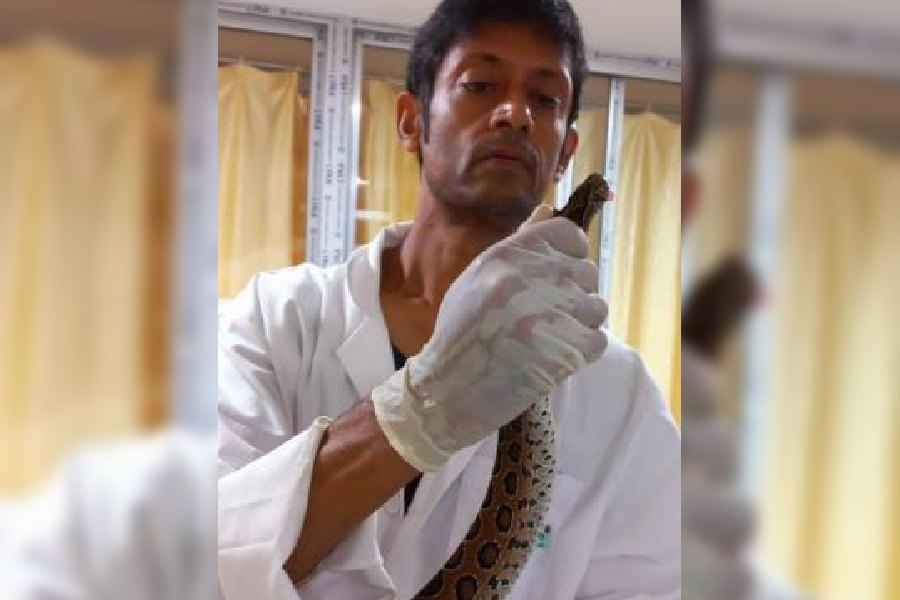 IIM Calcutta Startup Develops Bengal-Specific Snake Antivenom Treatment