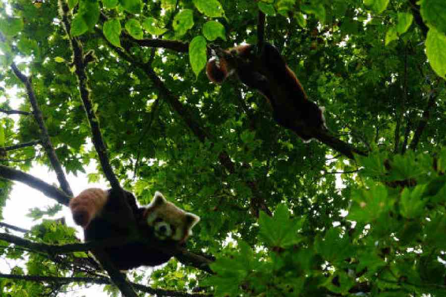 Sikkim Zoo Records Six Red Panda Births in One Year