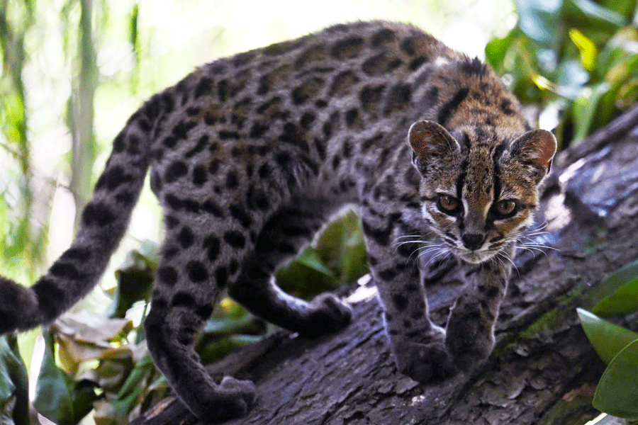 Bolivia’s Newly Identified Wild Cat Becomes Conservation Attraction