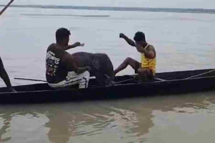 Fishermen Rescue Elephant Calf Swept Away In Teesta River