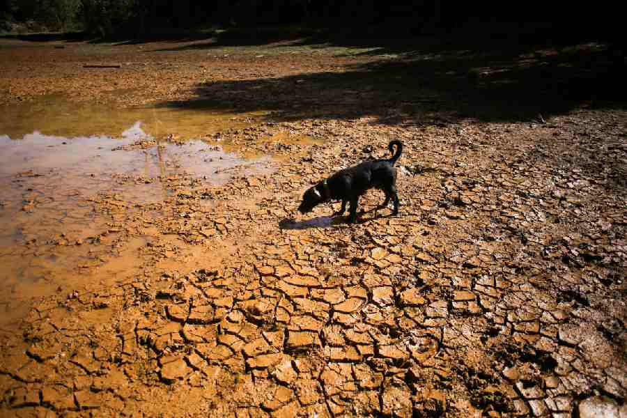 Strengthening El Niño Raises India Climate and Crop Risks