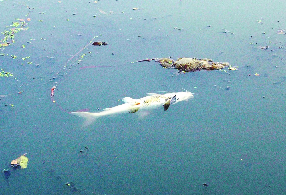 Lake curse back with dead catfish Telegraph India