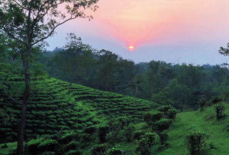 Jalinga tea garden promises 'best run' - Telegraph India