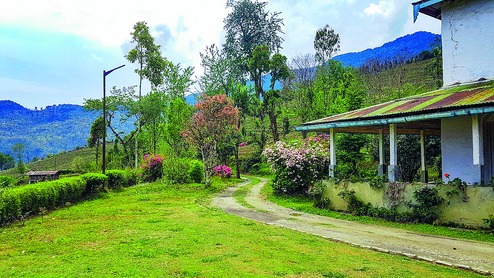 Sikkim tea garden beckons tourists - Telegraph India