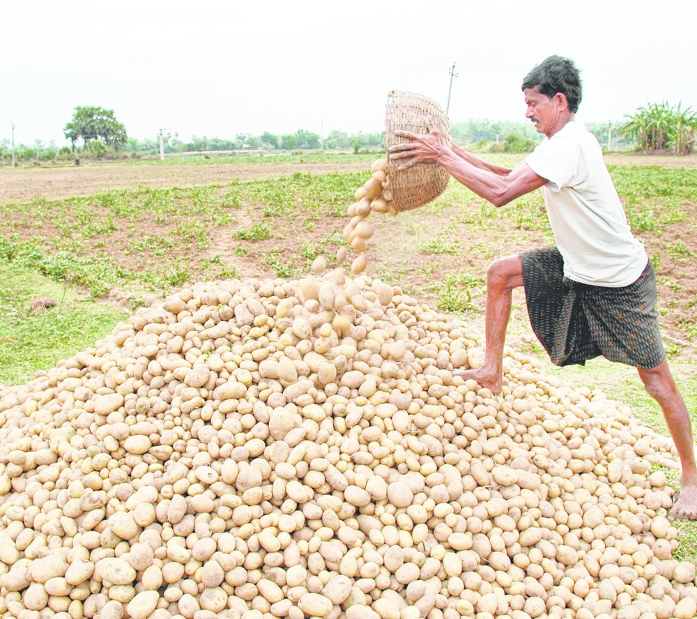 Potato stock bar lifts, price woe stays - Telegraph India
