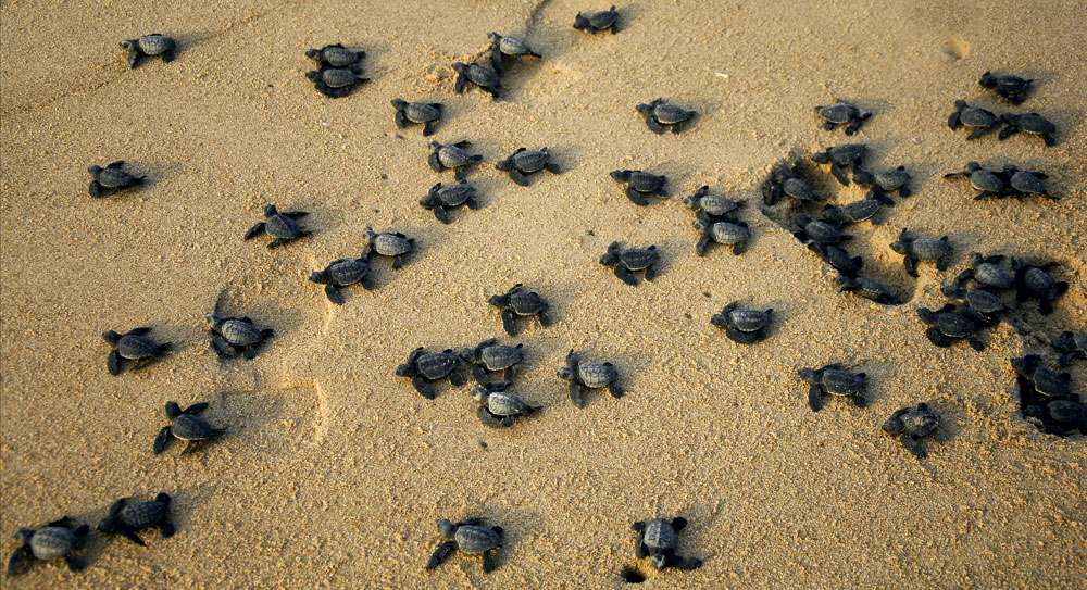 Olive Ridley turtles on the beach of river Rushikulya Garimata, Odisha
