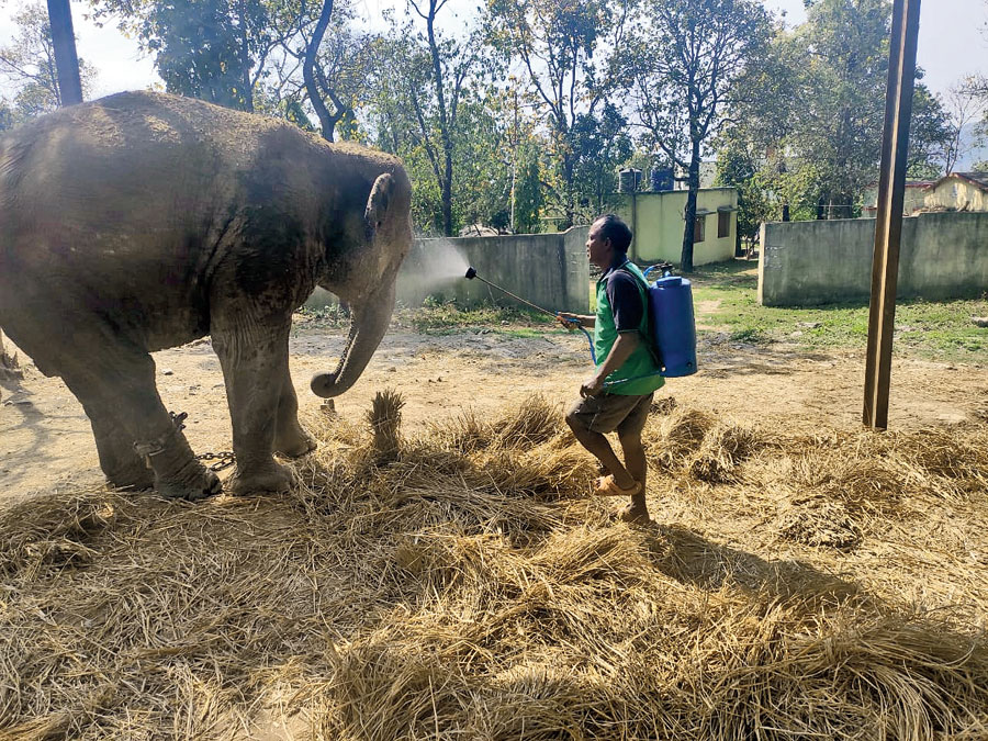 A mahout sprays sanitizer on Champa at Dalma Wildlife Sanctuary on Sunday. 
