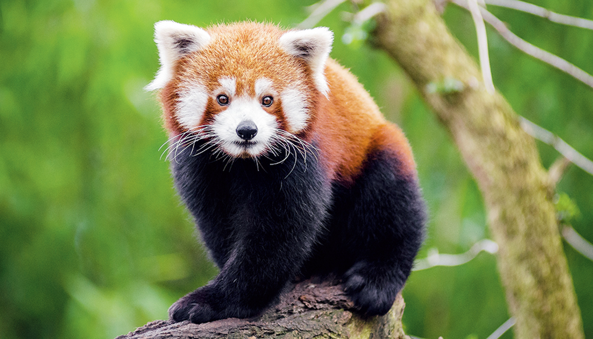 letters | We need to sensitize people to conserve red pandas - Telegraph India