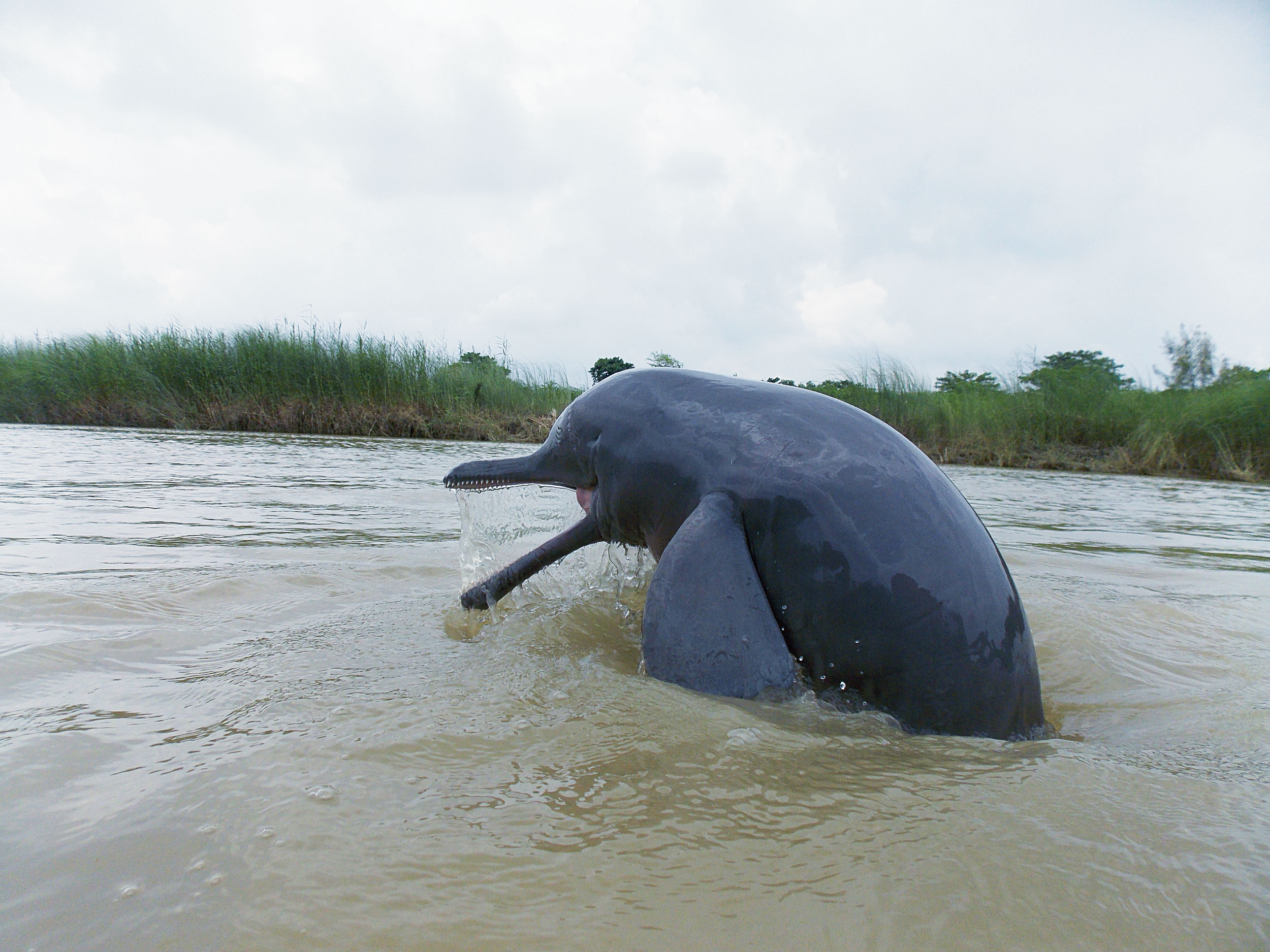 Increasing river traffic, the continuous honking and other high-frequency sounds emitted by large vessels have made it difficult for Gangetic dolphins to communicate amongst themselves