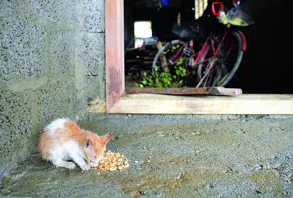 A kitten eats biscuits at a shelter in Alappuzha.