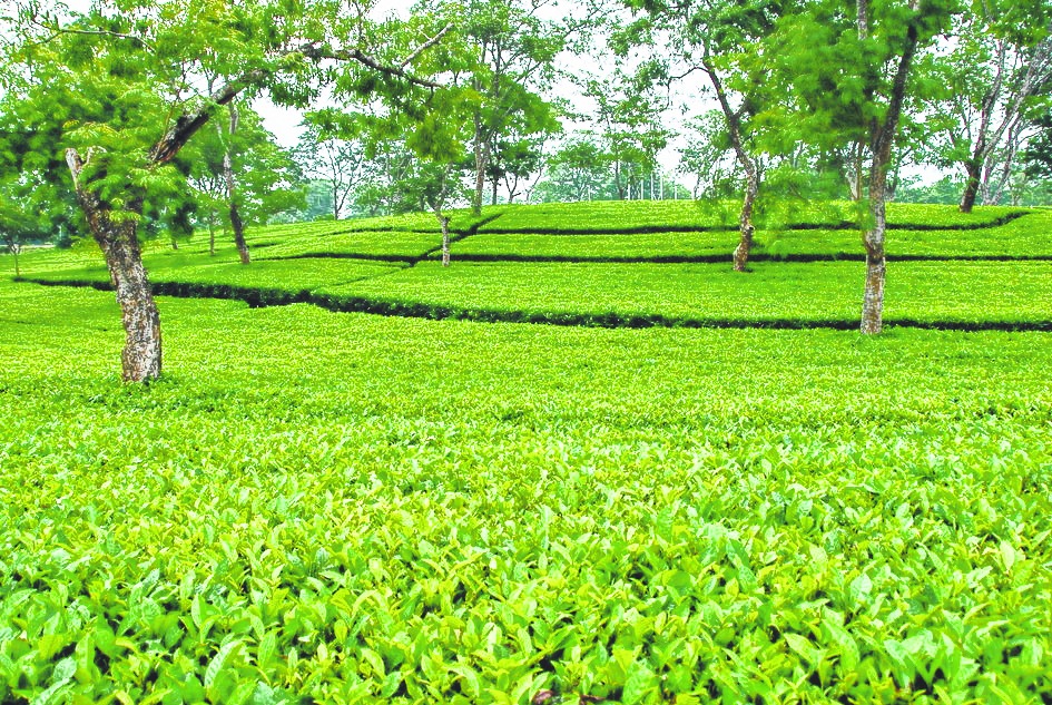 Dispur sets tea bonus deadline - Telegraph India