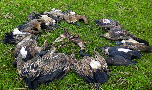 Rare Vultures Poisoned - Telegraph India