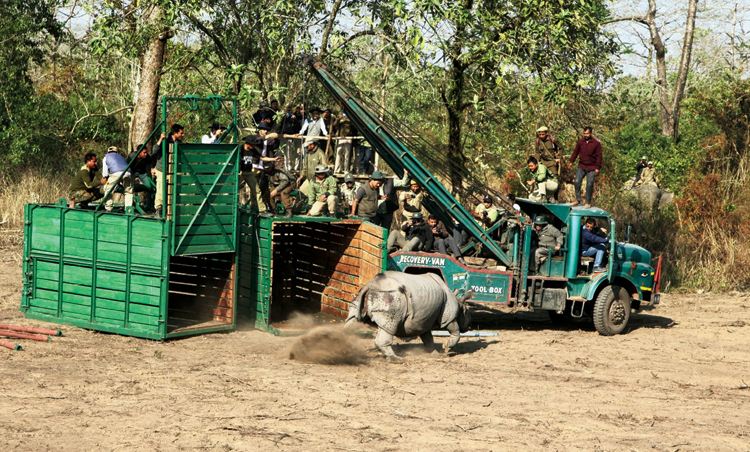 A rhino being released in Manas on Sunday. 

