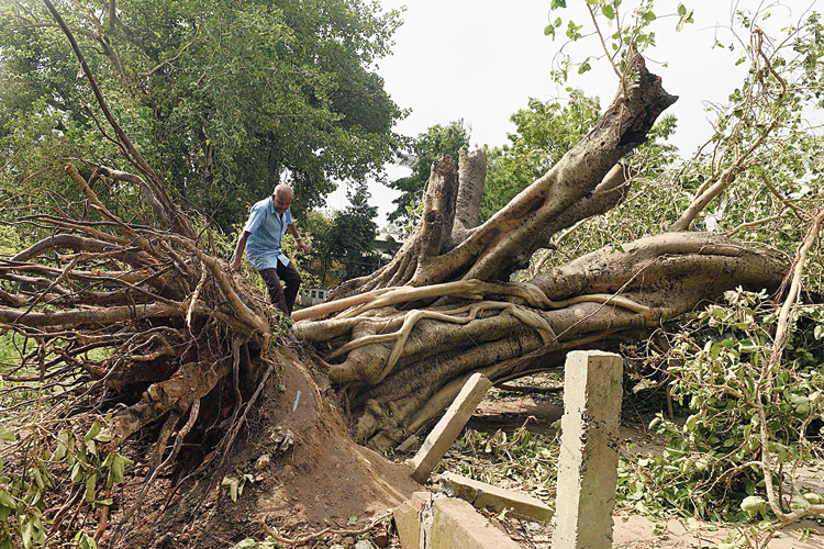 The road named after Carey, which runs along the Hooghly, has seen several trees felled by the storm. Some of the felled trees are giant banyans  that have been standing on the road for close to 100 years, said old timers.