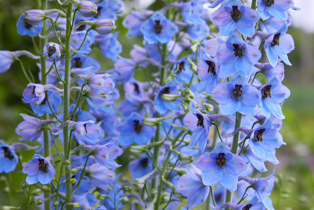 Larkspur:
It is a very popular blue/mauve-purple/pink cut flower. The plant is grown as background or in front of a tall hedge or border and in pots.