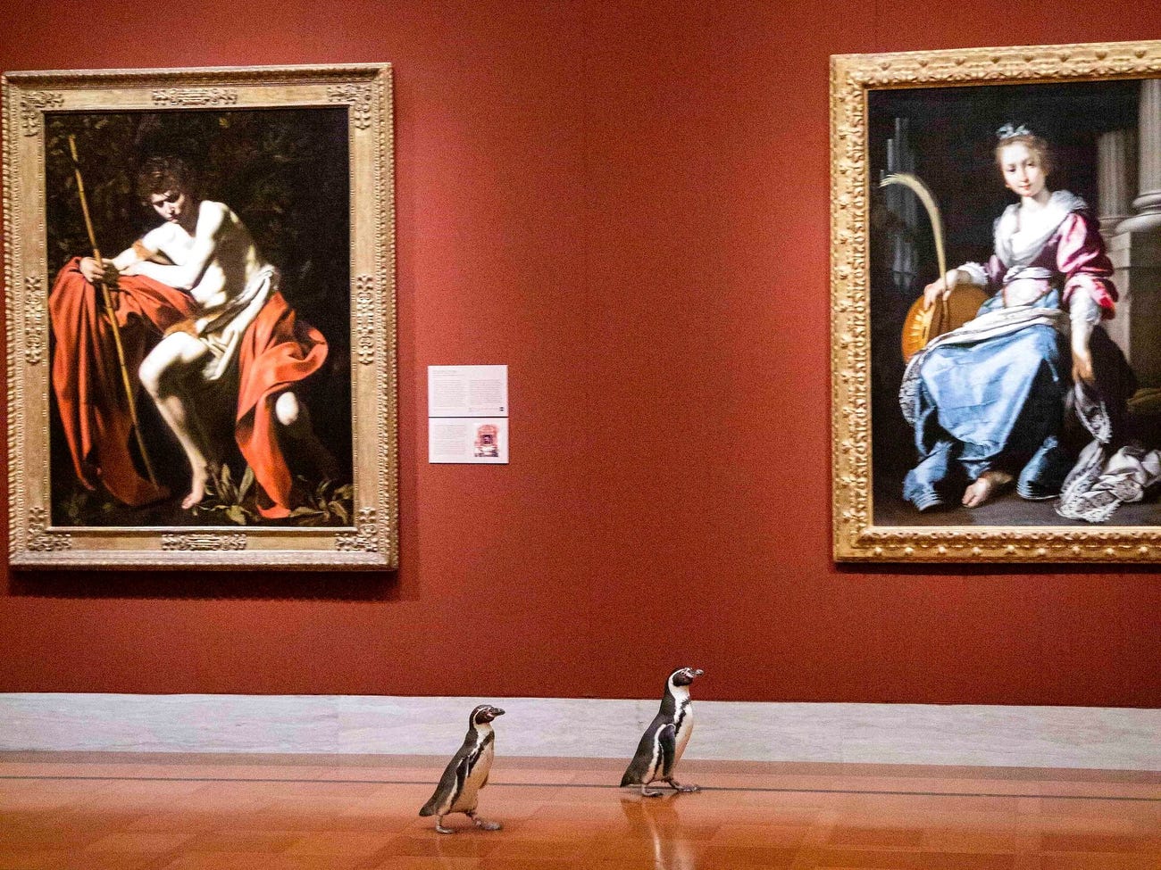 Penguins from the Kansas City Zoo recently went on a field trip to The Nelson-Atkins Museum of Art. 